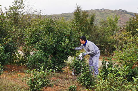 東旭藍天：以技術(shù)驅(qū)動業(yè)務(wù) 引領(lǐng)金寨茶油產(chǎn)業(yè)發(fā)展