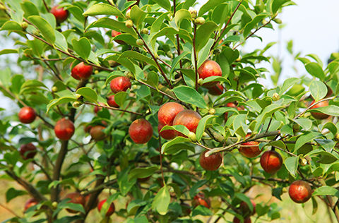 專(zhuān)家網(wǎng)上發(fā)布技術(shù)指導(dǎo)油茶造林管理