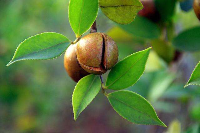 如何區(qū)分精煉山茶油和土茶油?