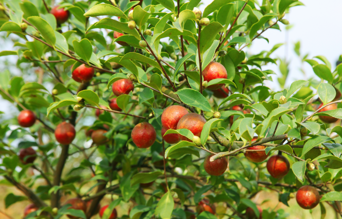 十月秋忙 | 油茶果采摘正當(dāng)時(shí)···